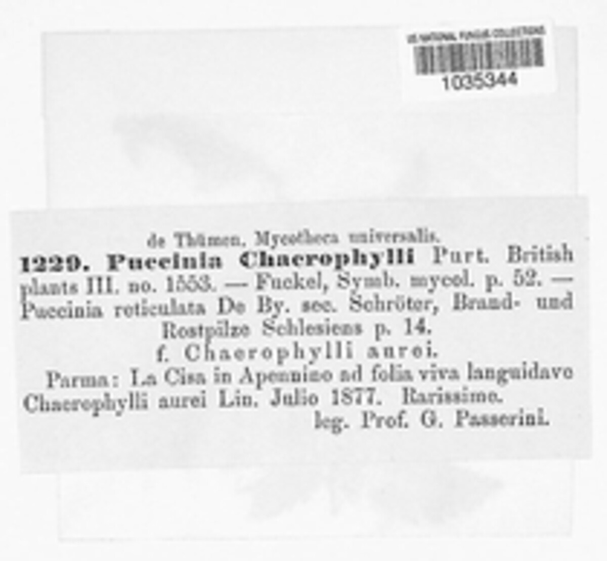 Puccinia chaerophylli image